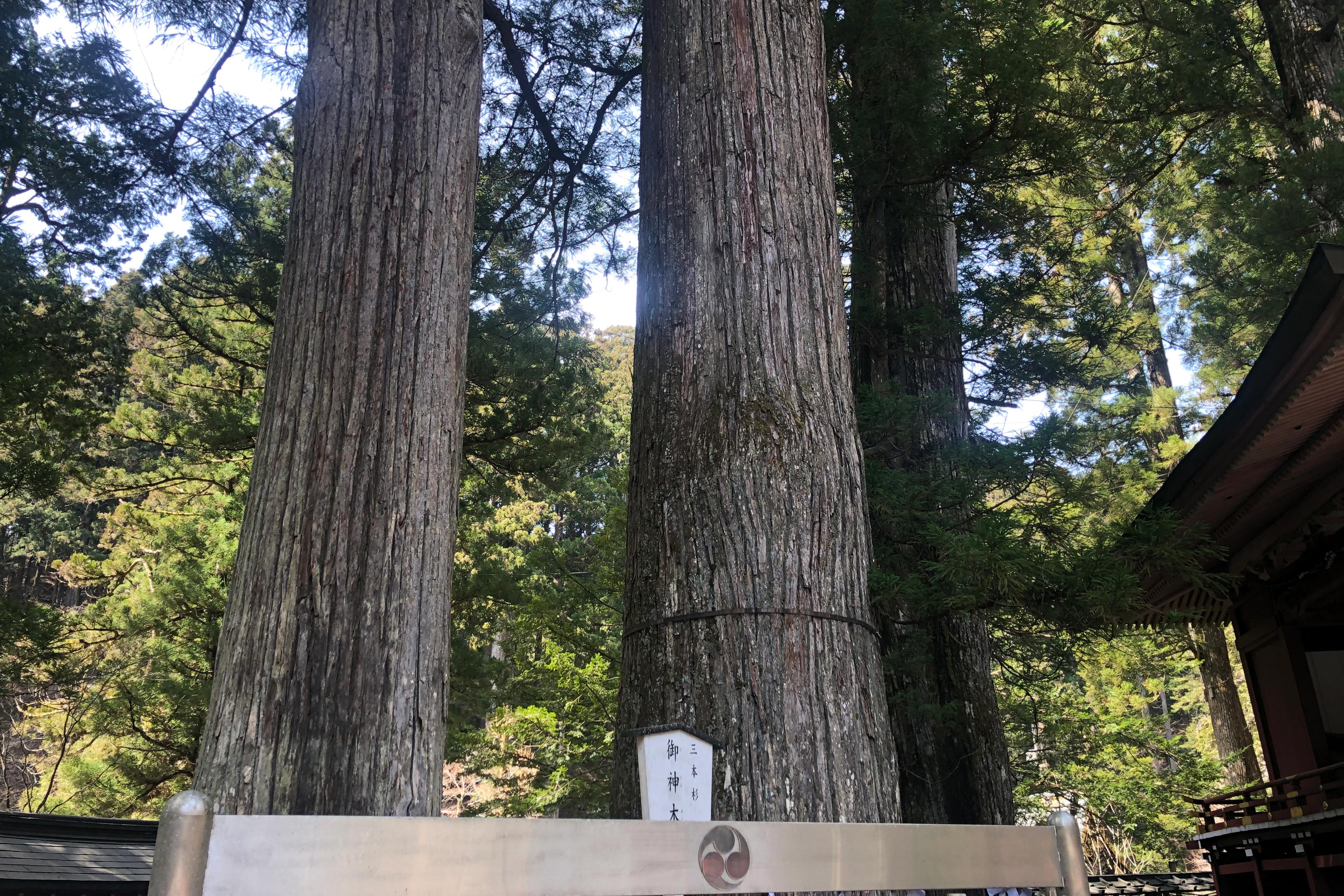 在泷尾神社的后面有三棵日本大杉，周围环绕着石围墙。 据说在著名僧侣空海（774–835）造访此地之前，田郡姫命曾从天上降临人间于此。原始的树木在1699、1747和1749年陆续死亡，并被这些新的树木取代。目前仍然可以看到倒下的最后一棵树已腐烂在三棵树附近的地上。